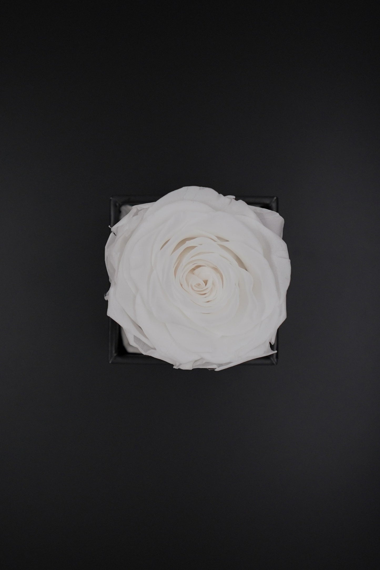 ETERNITY Rose