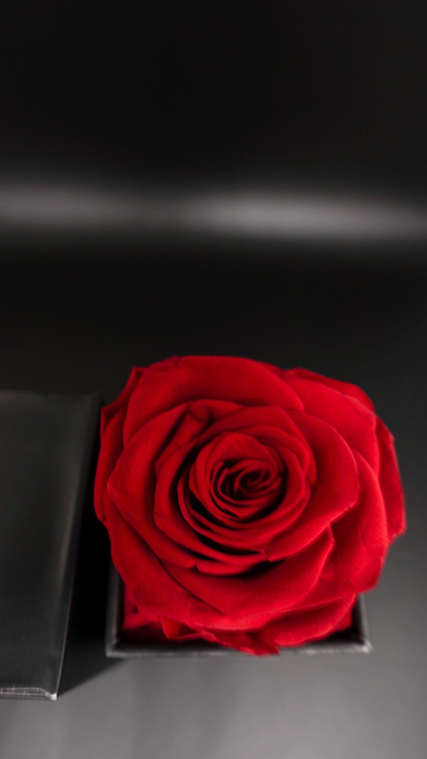 ETERNITY Rose