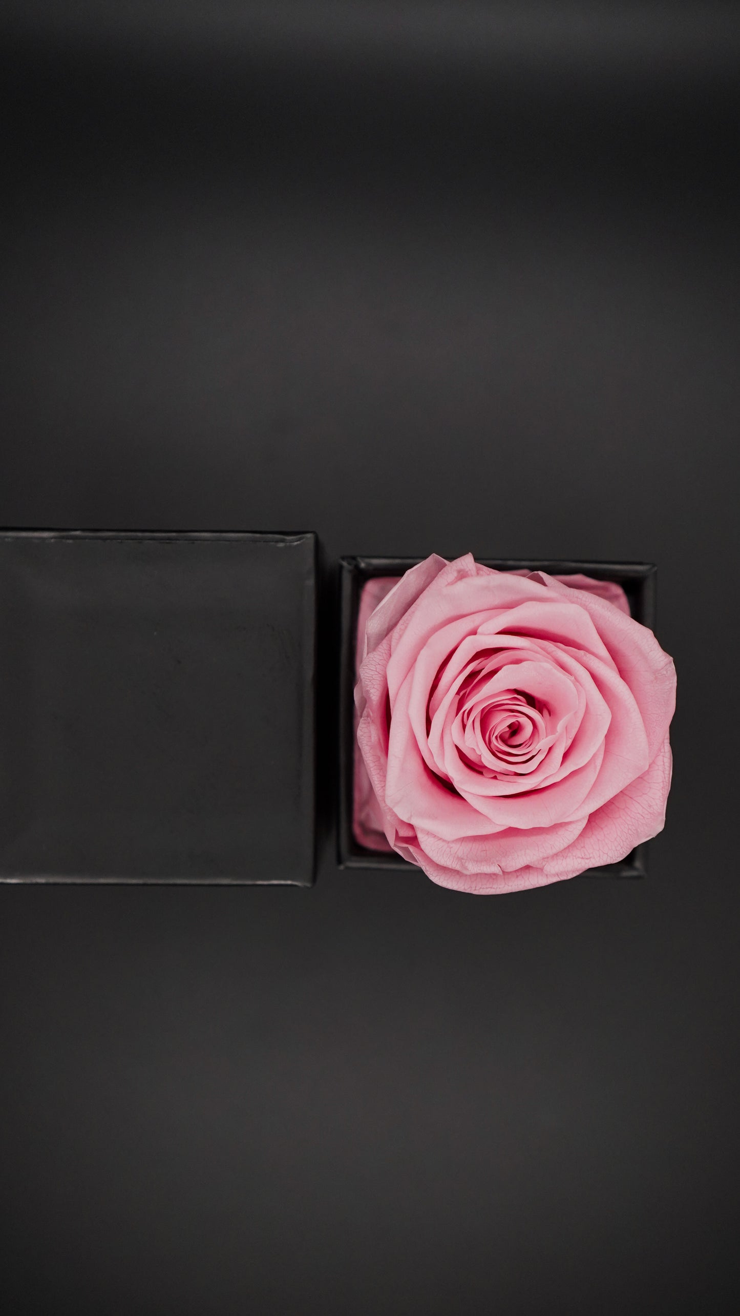 ETERNITY Rose